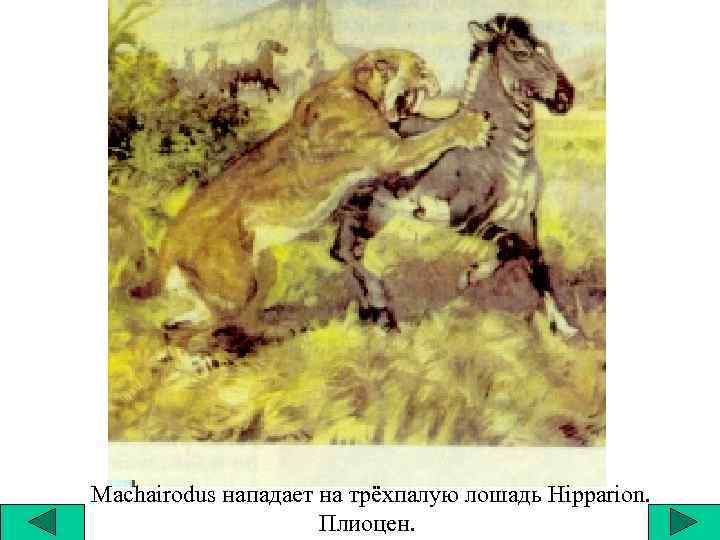Machairodus нападает на трёхпалую лошадь Hipparion. Плиоцен. 