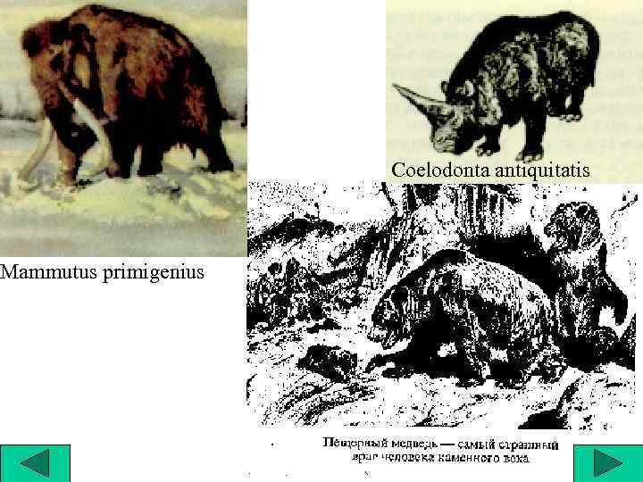 Mammutus primigenius Coelodonta antiquitatis 