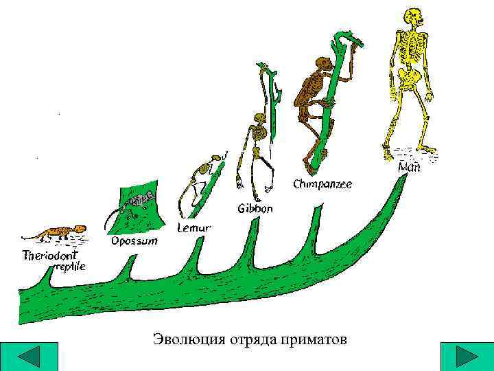 Эволюционная схема биоты