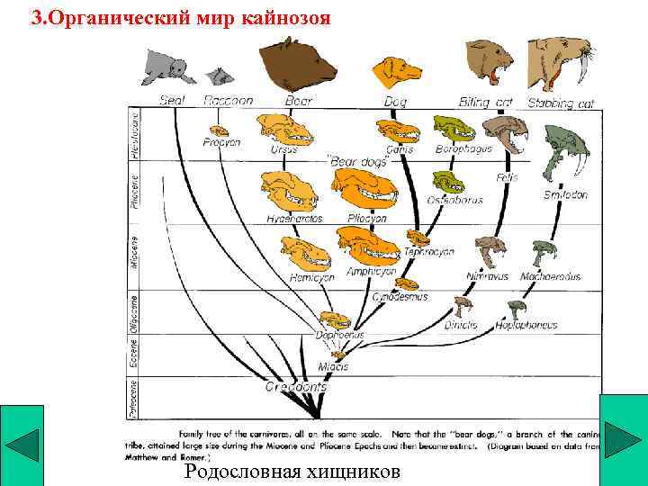 3. Органический мир кайнозоя Родословная хищников 