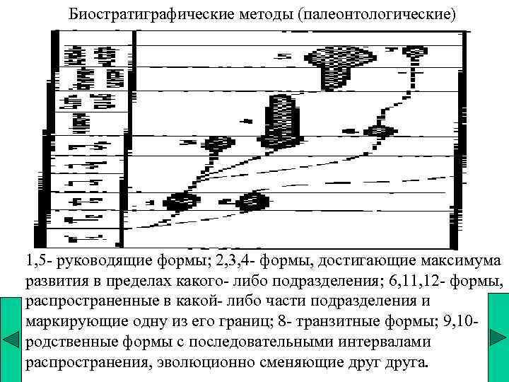 Биостратиграфические методы (палеонтологические) 1, 5 - руководящие формы; 2, 3, 4 - формы, достигающие