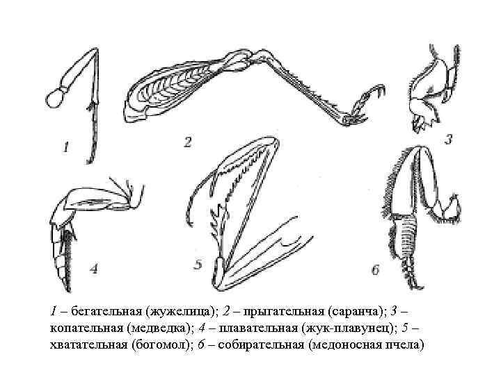 1 – бегательная (жужелица); 2 – прыгательная (саранча); 3 – копательная (медведка); 4 –