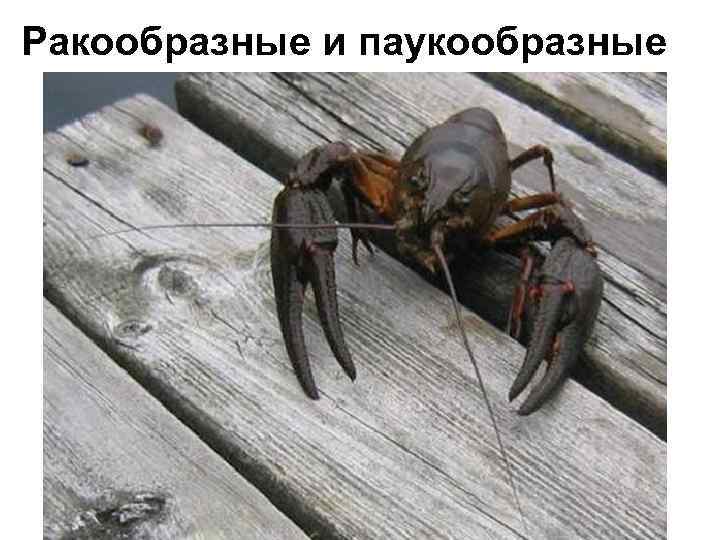 Ракообразные и паукообразные 
