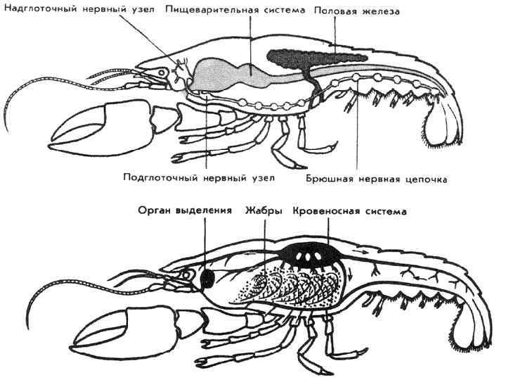 Строение ракообразных схема