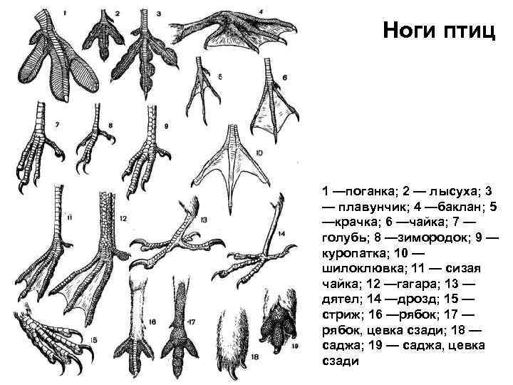 Рассмотрите задние конечности птиц большинство костей стопы