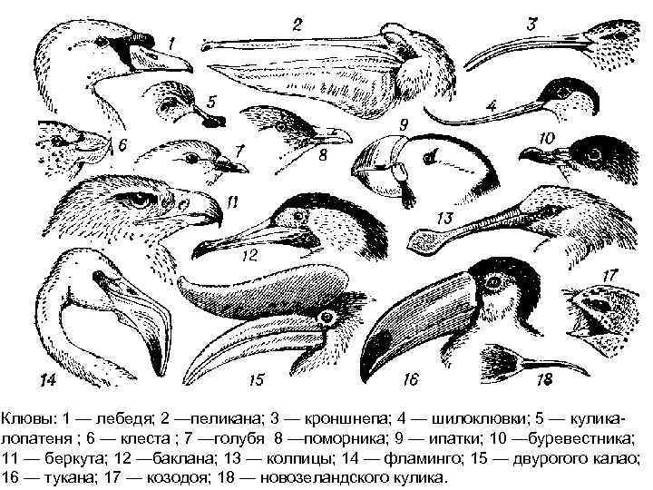 Клювы: 1 — лебедя; 2 —пеликана; 3 — кроншнепа; 4 — шилоклювки; 5 —