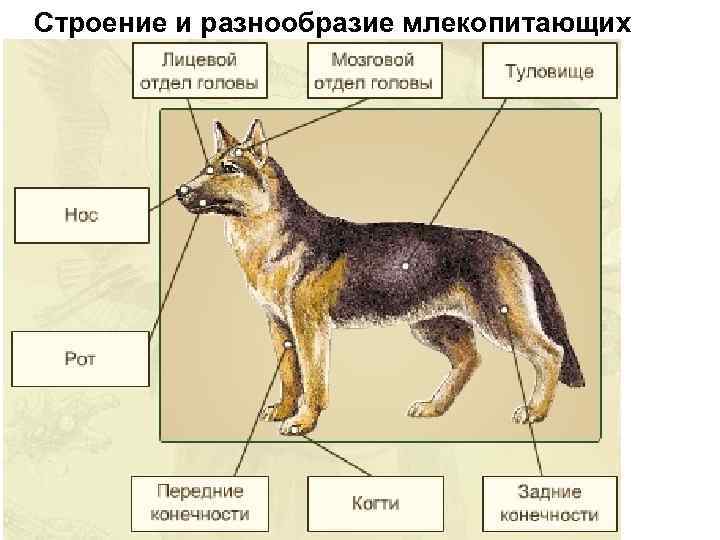 Строение и разнообразие млекопитающих 