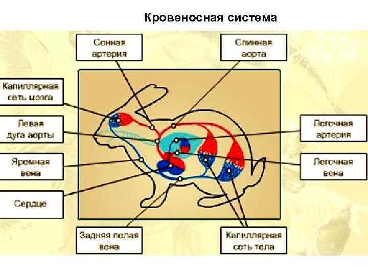Кровеносная система 