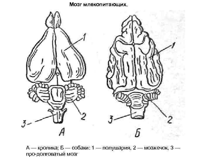 Мозг млекопитающих, А — кролика; Б — собаки: 1 — полушария, 2 — мозжечок,