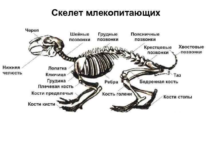 Скелет млекопитающих 