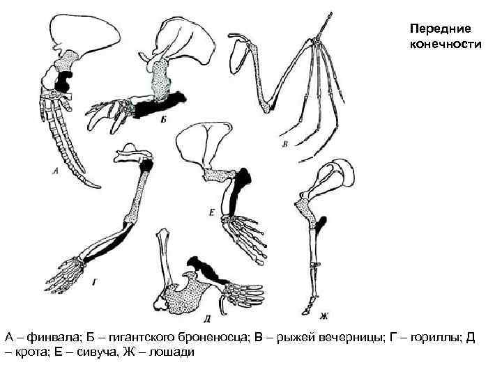 Передние конечности А – финвала; Б – гигантского броненосца; В – рыжей вечерницы; Г