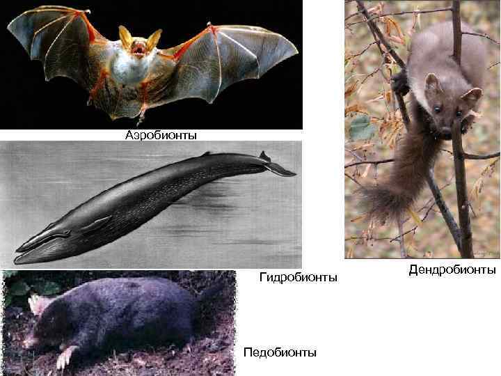 Аэробионты Гидробионты Педобионты Дендробионты 