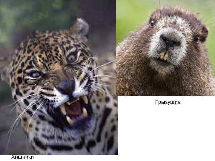 Грызущие Хищники 