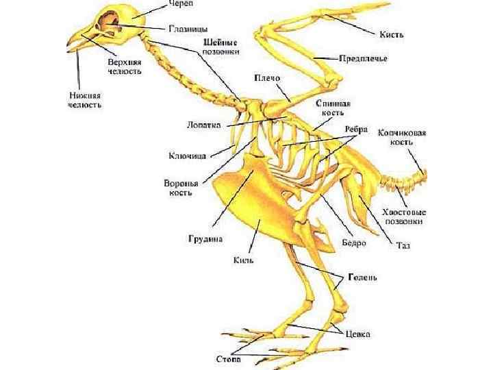 Схема внешнего строения птицы
