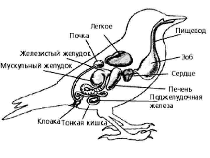 Схема строения опахала у птиц