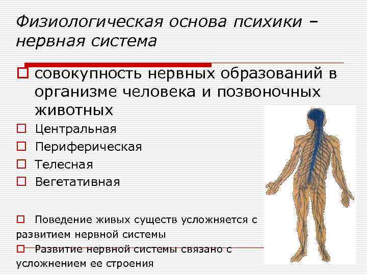 Физиологическая основа психики – нервная система o совокупность нервных образований в организме человека и