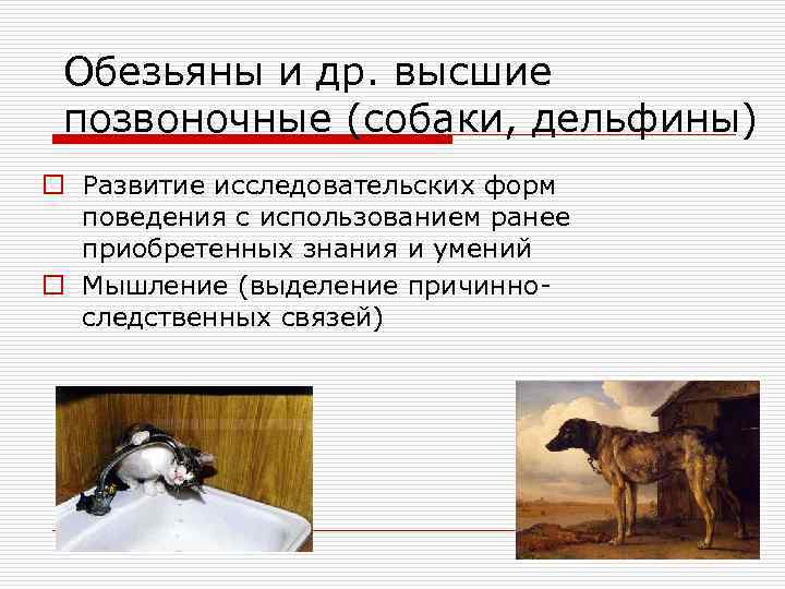 Обезьяны и др. высшие позвоночные (собаки, дельфины) o Развитие исследовательских форм поведения с использованием