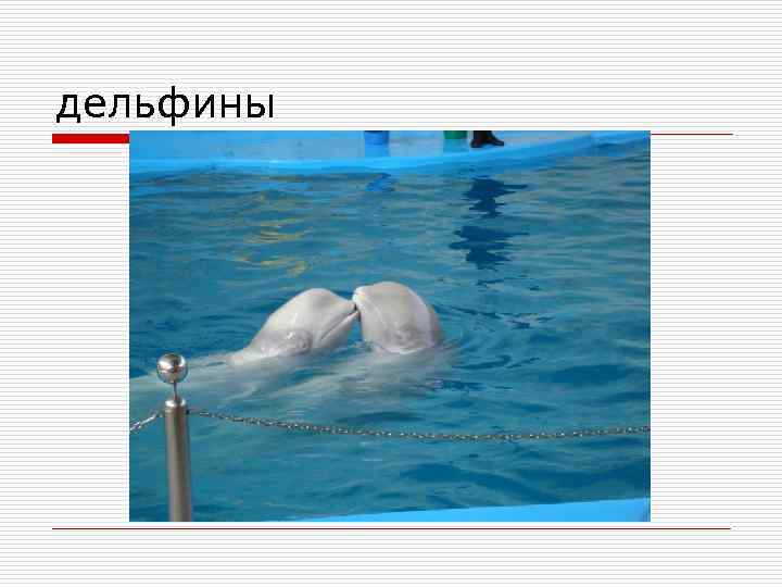 дельфины 