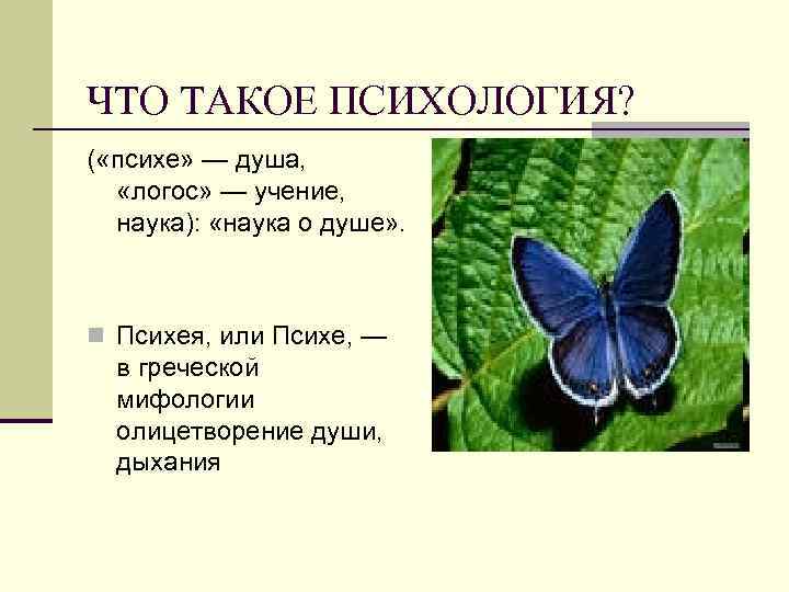 ЧТО ТАКОЕ ПСИХОЛОГИЯ? ( «психе» — душа, «логос» — учение, наука): «наука о душе»