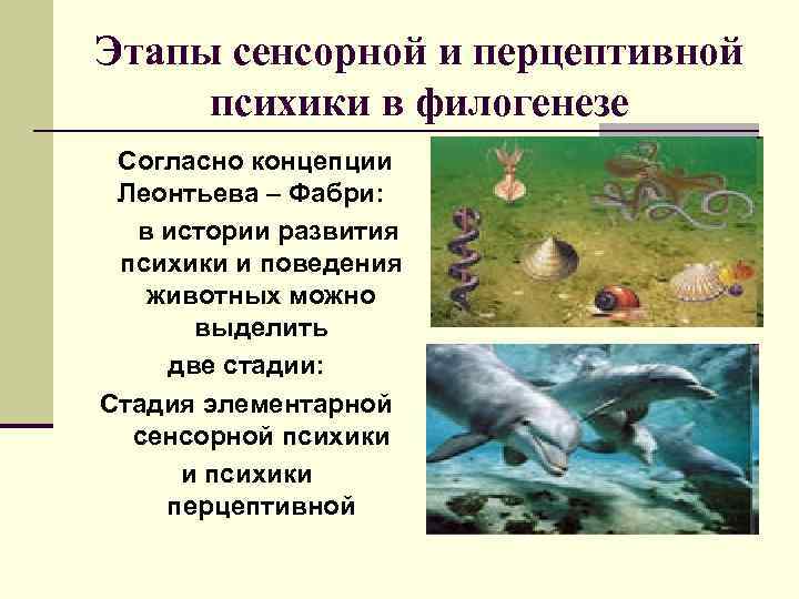 Этапы сенсорной и перцептивной психики в филогенезе Согласно концепции Леонтьева – Фабри: в истории