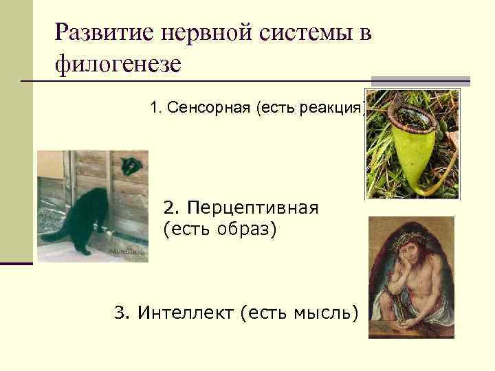 Развитие нервной системы в филогенезе 1. Сенсорная (есть реакция) 2. Перцептивная (есть образ) 3.
