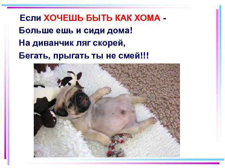  Если ХОЧЕШЬ БЫТЬ КАК ХОМА Больше ешь и сиди дома! На диванчик ляг