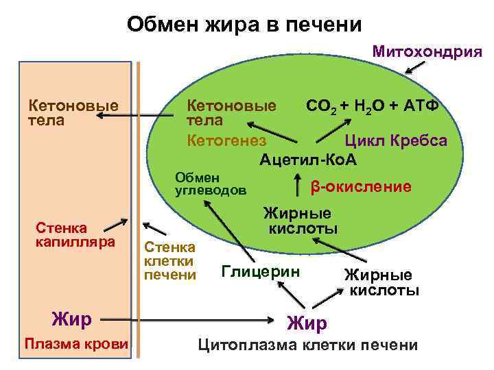 Обмен жира в печени Митохондрия Кетоновые Плазма тела крови Кетоновые СО 2 + Н