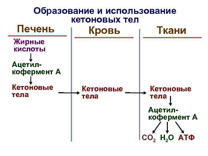 Образование и использование кетоновых тел Печень Кровь Ткани Кетоновые тела Жирные кислоты Ацетилкофермент А