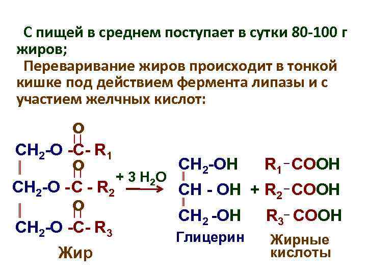 С пищей в среднем поступает в сутки 80 -100 г жиров; Переваривание жиров происходит