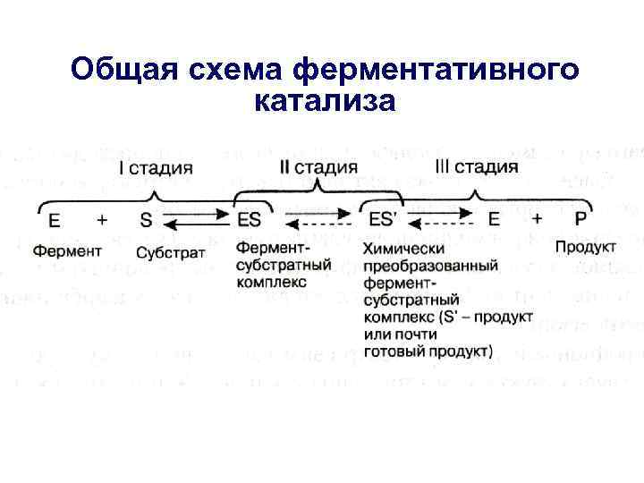 Общая схема ферментативного катализа 