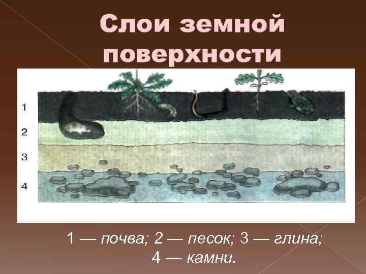 Слои земной поверхности 1 — почва; 2 — песок; 3 — глина; 4 —