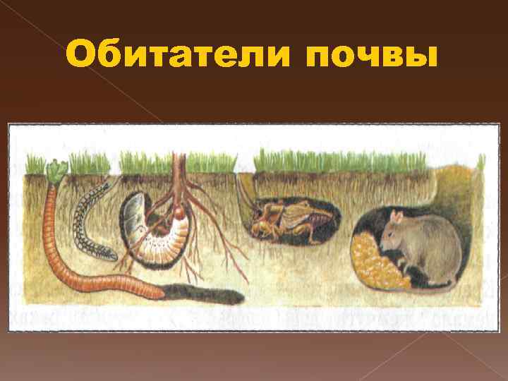 Обитатели почвы 