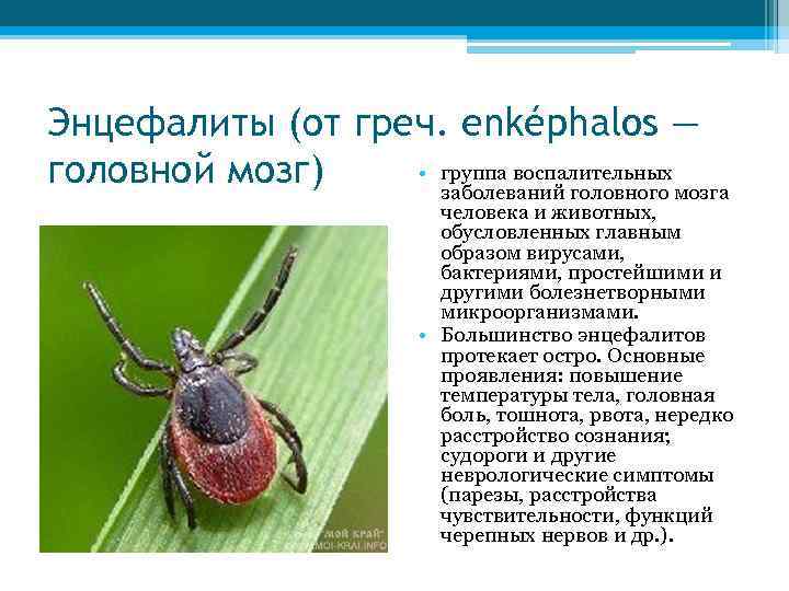 Энцефалиты (от греч. enképhalos — • группа воспалительных головной мозг) заболеваний головного мозга человека