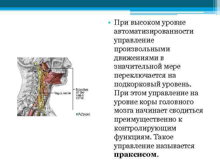  • При высоком уровне автоматизированности управление произвольными движениями в значительной мере переключается на