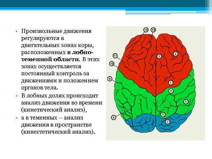 Произвольные движения это