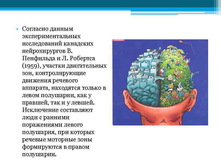  • Согласно данным экспериментальных исследований канадских нейрохирургов В. Пенфильда и Л. Робертса (1959),