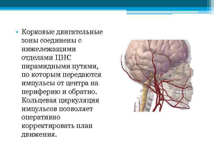  • Корковые двигательные зоны соединены с нижележащими отделами ЦНС пирамидными путями, по которым