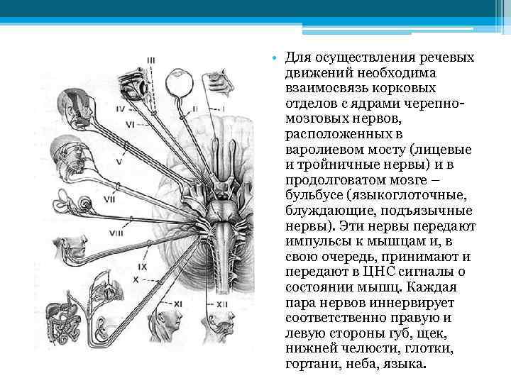  • Для осуществления речевых движений необходима взаимосвязь корковых отделов с ядрами черепномозговых нервов,