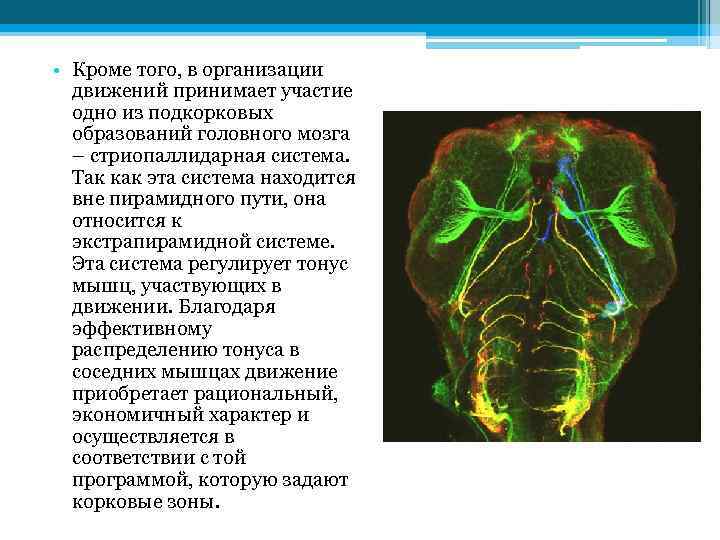  • Кроме того, в организации движений принимает участие одно из подкорковых образований головного
