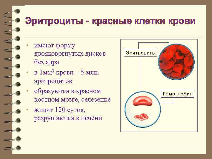 1 функции эритроцитов. Структура клетки крови человека. Клетки крови эритроциты. Строение кровяной клетки. Эритроциты не имеют ядра.