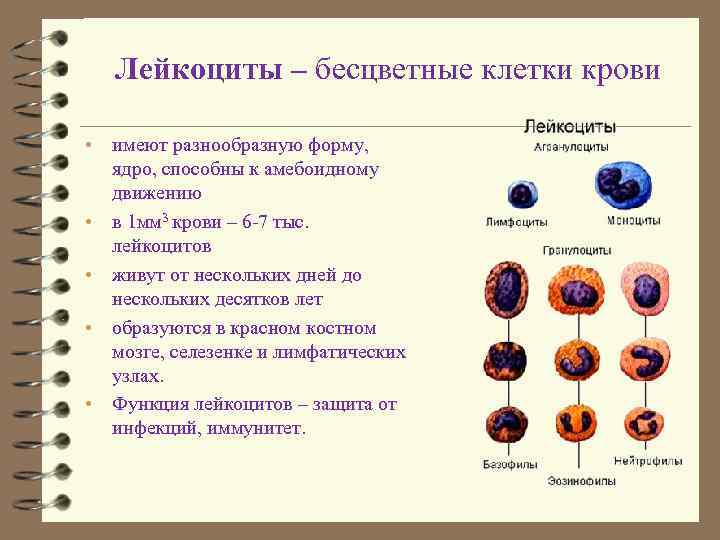 Лейкоциты не имеют постоянной формы