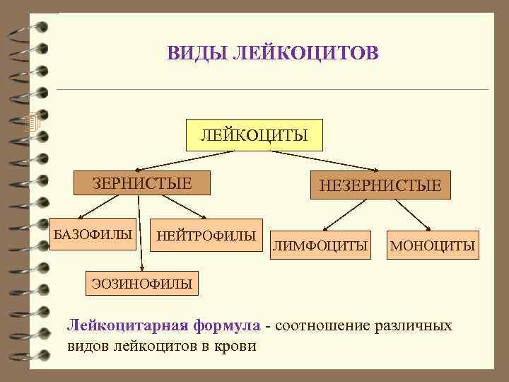 Обозначьте на рисунке виды лейкоцитов дайте их характеристику