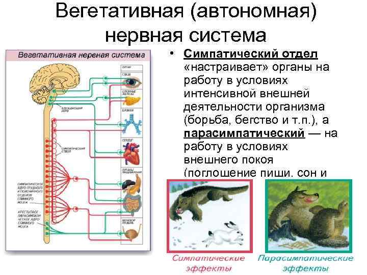 Автономный отдел нервной системы нейрогуморальная регуляция презентация 8 класс