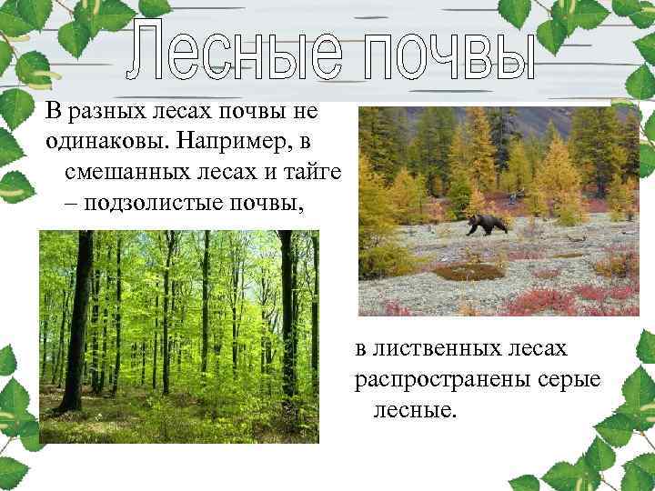 В разных лесах почвы не одинаковы. Например, в смешанных лесах и тайге – подзолистые