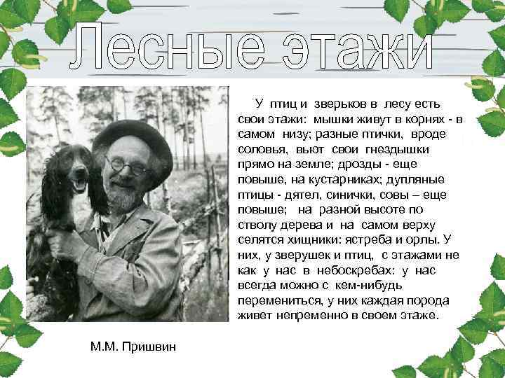  У птиц и зверьков в лесу есть свои этажи: мышки живут в корнях