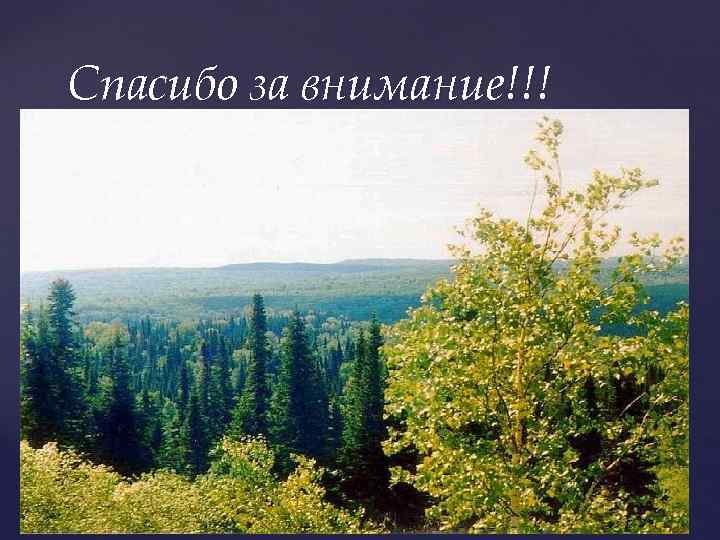 Спасибо за внимание!!! 