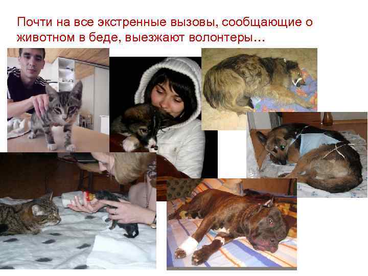 Почти на все экстренные вызовы, сообщающие о животном в беде, выезжают волонтеры… 