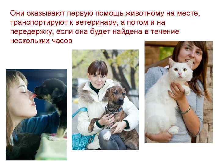 Они оказывают первую помощь животному на месте, транспортируют к ветеринару, а потом и на