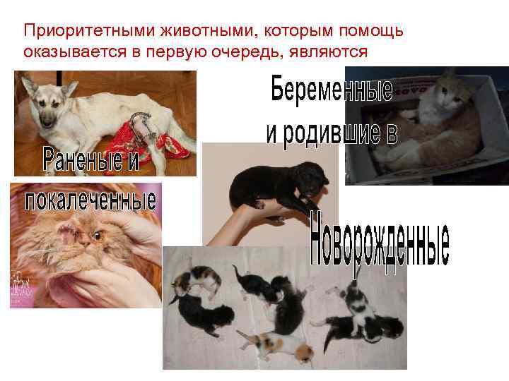 Приоритетными животными, которым помощь оказывается в первую очередь, являются 