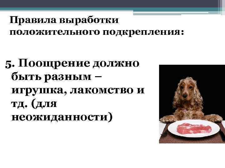 Правила выработки положительного подкрепления: 5. Поощрение должно быть разным – игрушка, лакомство и тд.